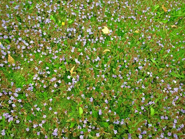 Blooming Grass Meadow Light Afternoon Sun — Stock Photo, Image