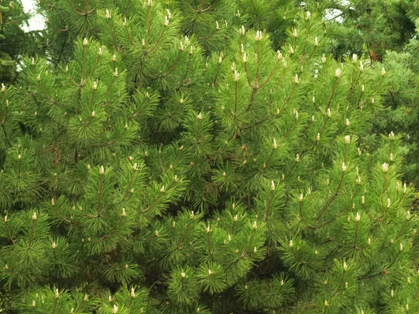 Pine Twig Light Morning Sun — Stock Photo, Image