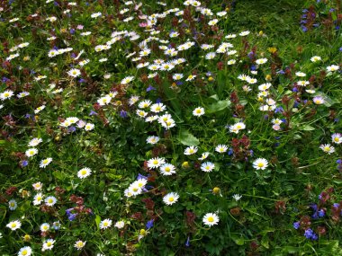 Çayırda bahar otları