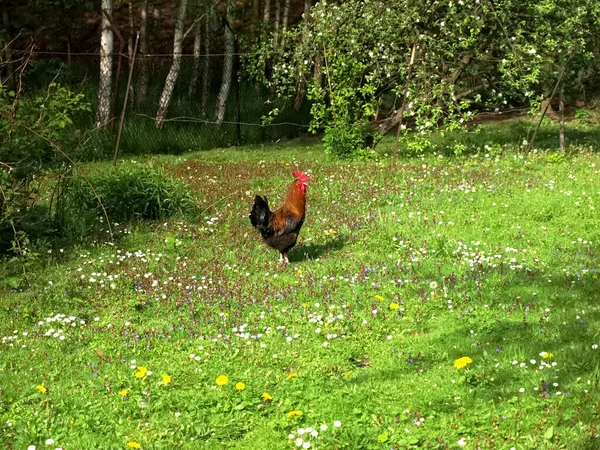 A young rooster in the spring green garden