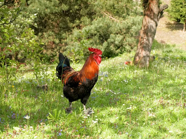 Baharın yeşil bahçesinde genç bir horoz
