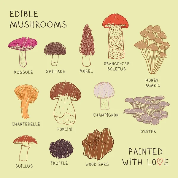 Set drawings of edible mushrooms for your design. — Stock Vector