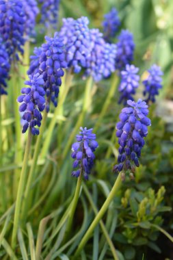 Muscari botryoides çiçekleri bahçede büyüyor..