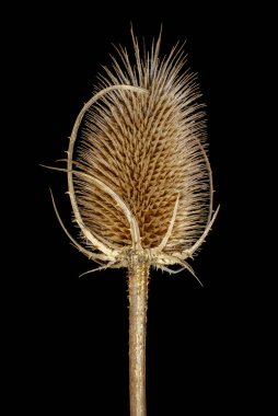 Kurumuş devedikeni beyaz arkaplanda izole edilmiş.