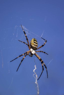Sarı eşekarısı Örümcek Argiope bruennichi mavi gökyüzü arka planında örümcek ağında