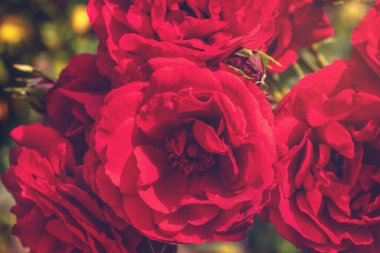 Romantik kırmızı gül yaprakları