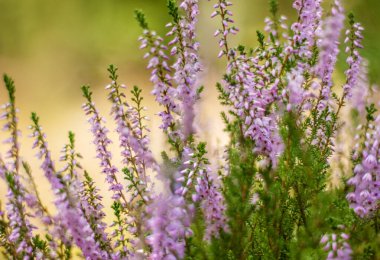 Menekşe fundaları çiçekler çayır ormanı eker