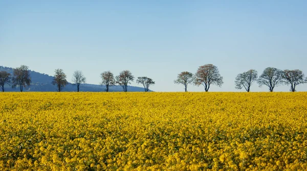 Gelbes Rapsfeld Bäume Berge Blauer Himmel — Stockfoto