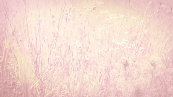 パステルピンクの草原草の花の背景パターン — ストック写真