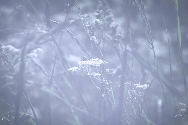 青い草原草の花の背景パターン — ストック写真