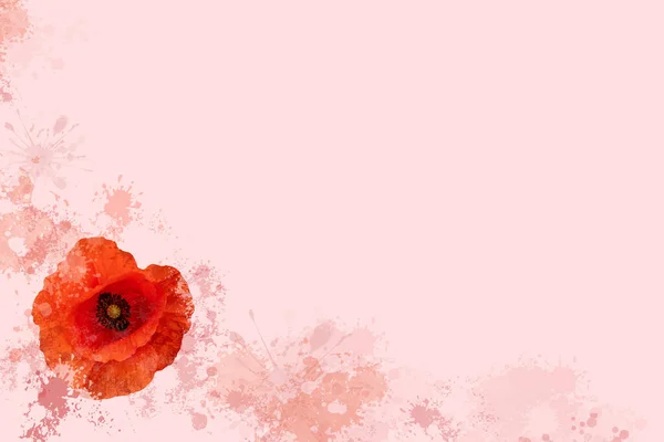 red poppy seed flower isolated on a pink background card