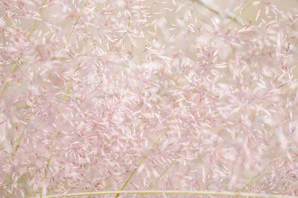 Soft Pink Grass Plants Background Pattern Design — Stock Photo, Image