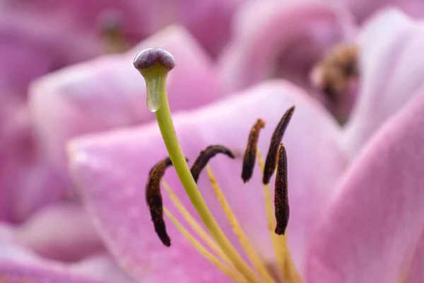 Pistil Stamens Lily Flower Pink — Stock Photo, Image