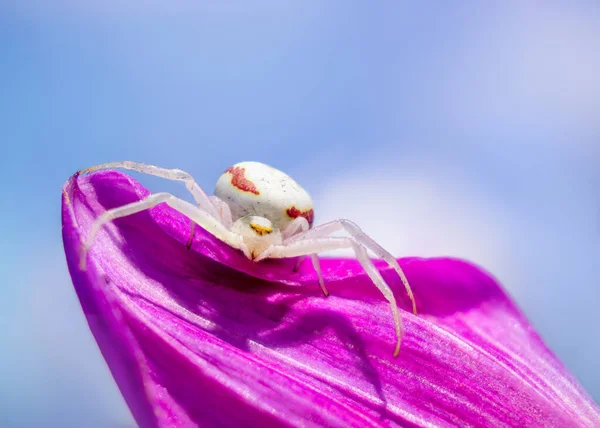 Spider Flowerbed Pink Flower Petal Sky Misumena Vatia — Stock Photo, Image