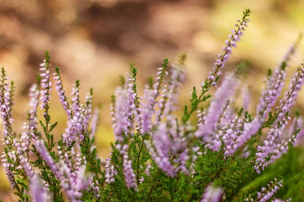Violett Hedar Blommor Växt Äng Skog — Stockfoto