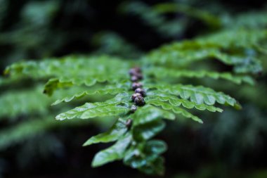 Bıçağında ender bulunan küresel yapıları olan alışılmadık eğreltiotu.