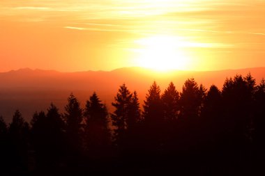 Fransa, Almanya 'nın üzüm bağlarında batan güneşin ışınlarında sulu mavi, kırmızı üzümlerle dolu güzel bir sarmaşık. Gün batımında üzüm toplamak..