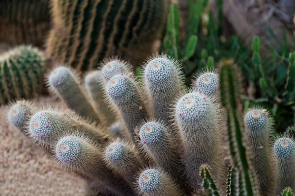 Many White Fluffy Cacti Background Large Green Cactus Succulents Decorating — Stock Photo, Image