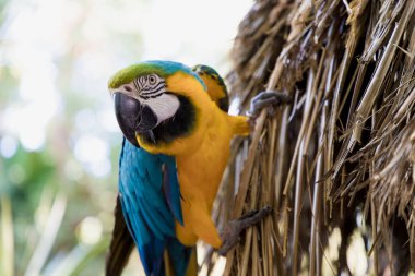 Büyük renkli papağan Ara bir dalda oturuyor. Ormanda mavi ve sarı bir makav kameraya bakıyor..