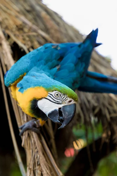 Large Multi Colored Parrot Ara Sits Branch Blue Yellow Macaw — Stock Photo, Image