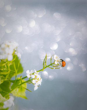 Sihirli uğur böceği Bokeh arka planında beyaz çiçek tarlasında