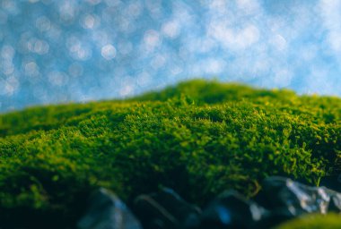 Mavi gökyüzü arkaplanındaki yosun makrosu bokeh