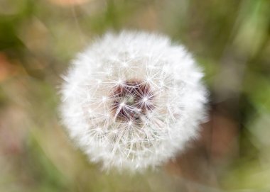 Parktaki tüylü beyaz karahindiba