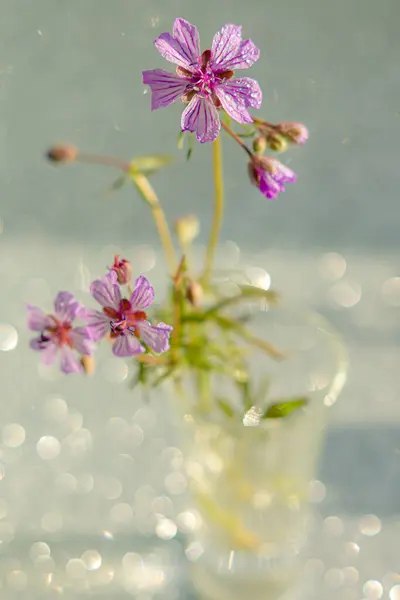 Vild Lila Blomma Bokeh Bakgrund — Stockfoto