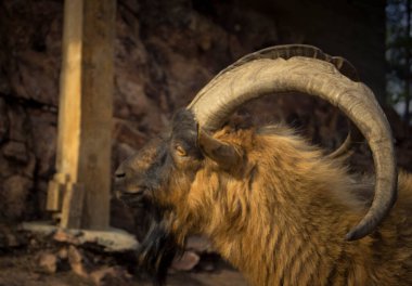 Büyük boynuzları olan tüylü kahverengi bir dağ keçisi.