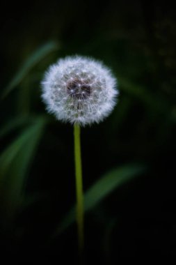 Parktaki tüylü beyaz karahindiba
