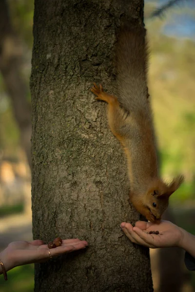 Niedliches Eichhörnchen Park — Stockfoto