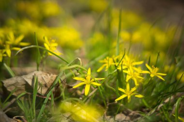 Vahşi çiçeklerin açtığı bahar.