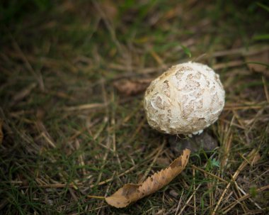 Ormanda beyaz mantar