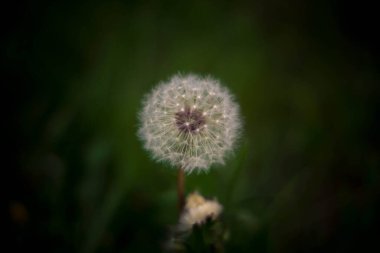 Parktaki tüylü beyaz karahindiba