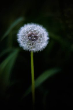Parktaki tüylü beyaz karahindiba