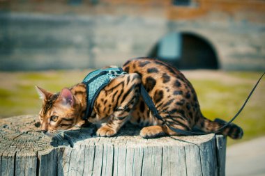 Bengal kedisi kahverengi benekli tekir 'de