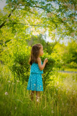 Parkta tüylü bir karahindibaya üfleyen küçük bir kız.