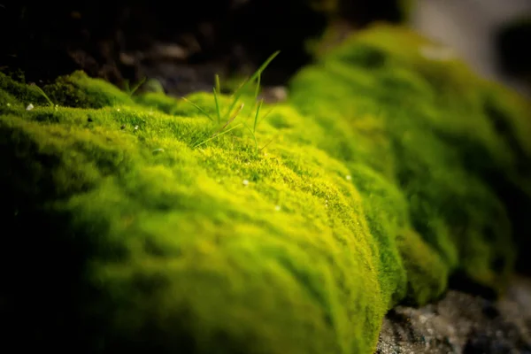 Grass Sprouting Moss — Stock Photo, Image