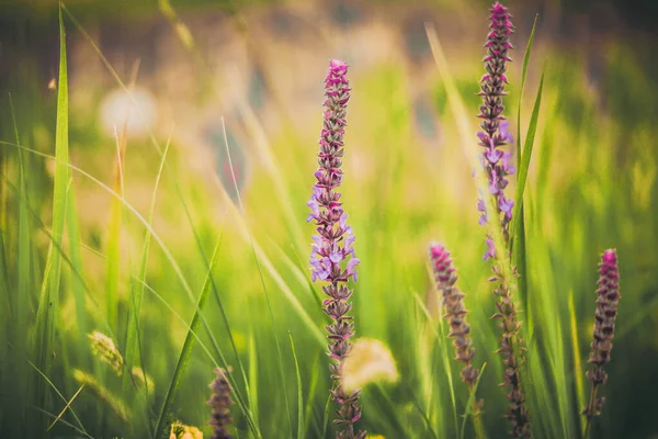 Blommar Vilda Blommor Fältet — Stockfoto