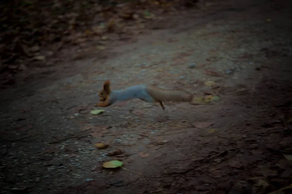 Esquilo Bonito Parque — Fotografia de Stock