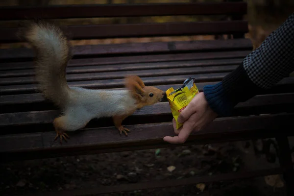 공원에 귀여운 다람쥐 — 스톡 사진