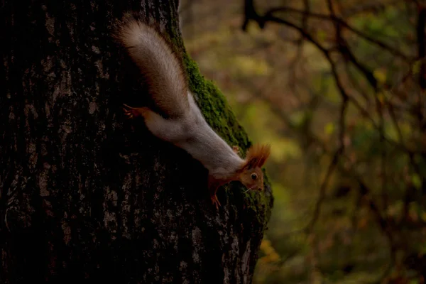 Cute Squirrel Park — Stock Photo, Image