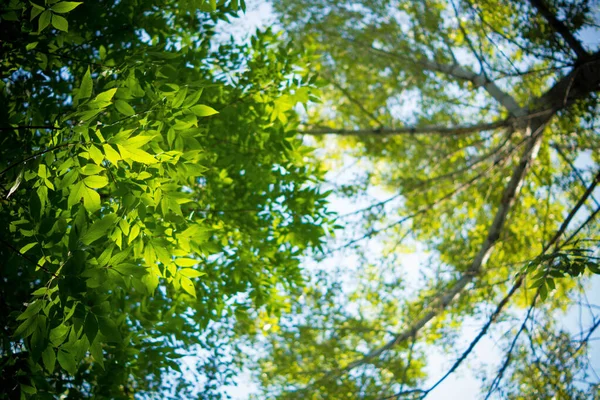Зеленые Листья Короне Дерева — стоковое фото