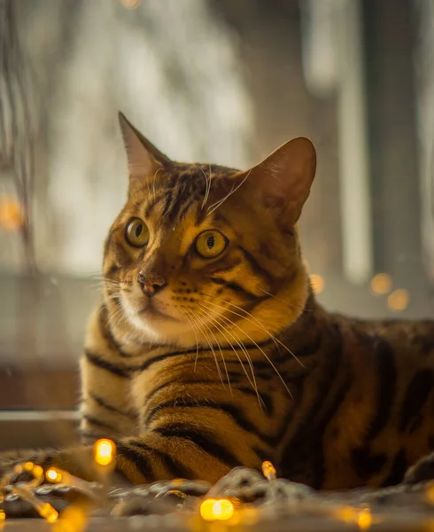 Bellissimo Gatto Del Bengala Nel Tabby Macchiato Marrone — Foto Stock