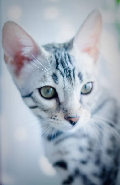 Schöne Bengalkatze Silber Getupften Tabby — Stockfoto