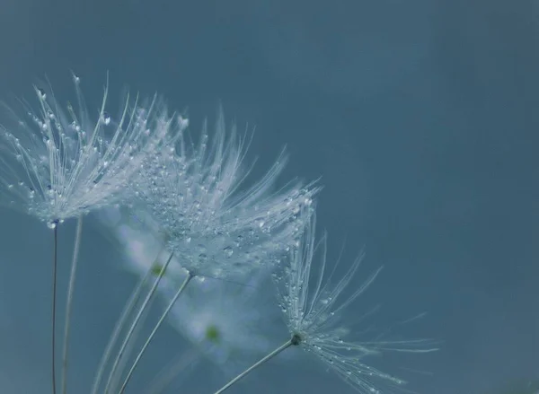 Löwenzahnflaum Makro — Stockfoto