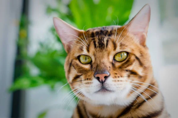 Hermoso Gato Bengala Marrón Manchado Tabby — Foto de Stock