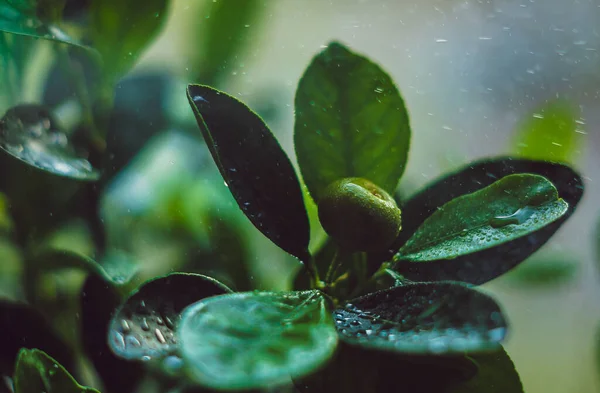 Πράσινα Εσπεριδοειδή Ένα Κλαδί Σταγόνες Βροχής — Φωτογραφία Αρχείου