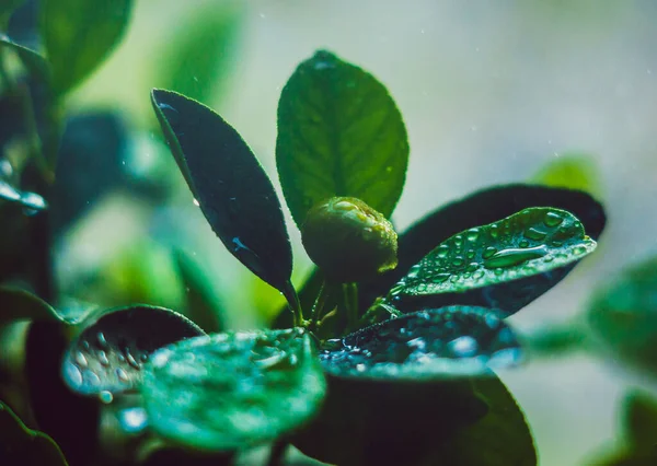 Πράσινα Εσπεριδοειδή Ένα Κλαδί Σταγόνες Βροχής — Φωτογραφία Αρχείου