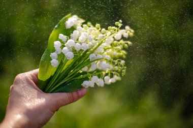 Yağmur damlaları içinde vadideki zambaklar.